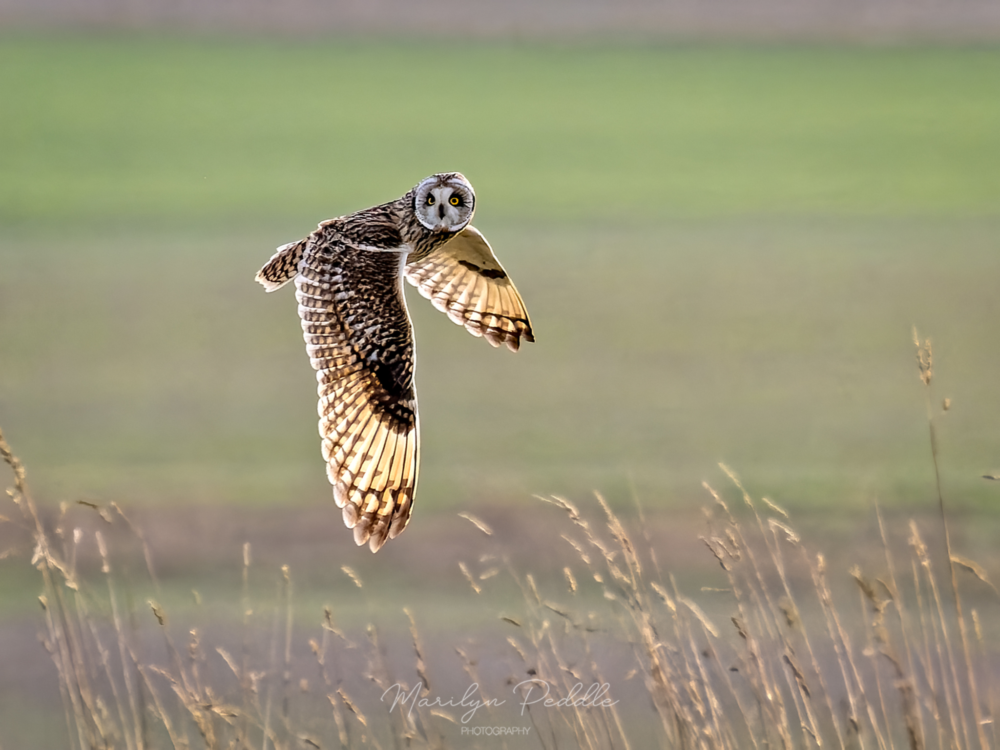 Short Eared Owls